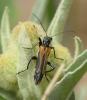 Oedemera simplex